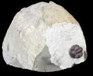 Bargain, Enrolled Acastoides Trilobite - Malvern, England #62879-1